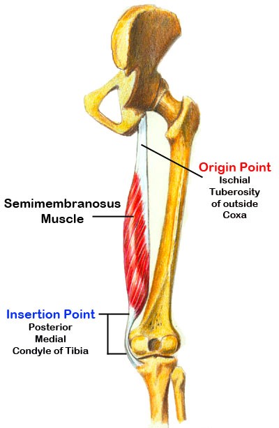 HAMSTRING MUSCLES ANATOMY - WHAT TO DO IF YOU PULL YOUR HAMSTRINGS