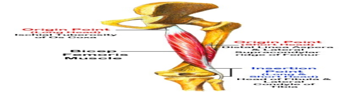 biceps-femoris-muscle