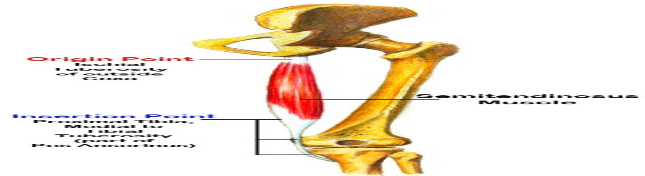 semitendinosus-muscle